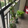 凝慧月季花苗大花浓香藤本爬藤月季花树苗庭院花园阳台攀援植物蔷薇花 红色龙沙宝石0.9-1.2米 实拍图