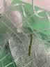 蚕菇凉蚕宝宝工具配件大全大小蚕喂养方便饲养盒养蚕指导 结茧网 实拍图