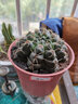 种花迷绯花玉仙人球盆栽四季开花好活净化空气吸甲醛桌摆办公室花卉绿植 玫红原盆原土 大球7-8厘米 实拍图