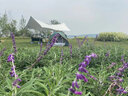 巨木天幕帐篷户外野营露营野餐野炊涂银遮阳棚防晒抗风便携式野外郊游 云雾灰3*5米【涂银防晒】+收纳包 实拍图