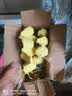 非常宠杜比亚蟑螂繁殖组幼体蜥蜴守宫乌龟龙鱼活饵饲料超樱桃蟋蟀 3-4cm 70只 （下面论斤更划算） 实拍图
