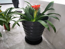 意轩鸿运当头绿植盆栽花卉植物四季开花室内客厅水培植物红星凤梨水养 6年大苗50-55cm三棵苗+树脂白盆 实拍图