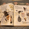 DK蜜蜂全书 晒单实拍图