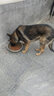 宠甲牧羊犬狗粮40斤20斤德牧苏牧成犬幼犬狗粮中大型犬粮牛肉双拼粮 牛肉粒双拼粮20kg（牧羊犬） 实拍图
