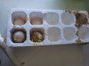 岳西馆 储山 农家鲜鸡蛋 农村粮食喂养新鲜柴鸡蛋 40枚初生蛋 实拍图