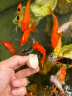 中国红冷水淡水观赏鱼锦鲤鱼活鱼金鱼小型好养红鲤鱼纯种小锦鲤 10-12cm长豹纹虎皮3条 实拍图