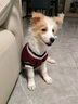 智宙狗狗衣服中型犬秋冬款保暖柴犬泰迪比熊法斗柯基学院风卫毛衣秋季 酒红学院风毛衣 XL适合14斤内 实拍图