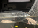 AIPHAROW纯种黑色龙凤锦鲤长尾锦鲤活体观赏鱼黄金锦鲤白金鱼淡水蝴蝶鲤鱼 白金龙凤锦鲤14-16厘米1条 实拍图