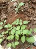 典絮食用薄荷种子猫薄荷盆栽四季室内驱蚊虫植物阳台易种花卉种孑籽 红色开口碗莲10粒 不含盆 实拍图
