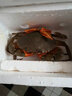 【活鲜】青蟹三门县鲜活螃蟹一斤一只大公蟹肉蟹菜鲟海鲜螃蟹礼盒 2只大母膏蟹共2斤【1只1斤左右】 实拍图