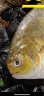 沃鲜汇 鱼 金鲳鱼 400-450g/条 冰鲜鲳鱼 生鲜鱼类 薄冰衣 4条装金鲳鱼 精品装450g/1条(人工精选) 实拍图