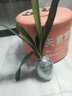 精品君子兰盆栽小苗室内花卉植物好养君子兰花苗绿萝绿植花卉办公室盆栽植物带土发货芗苒 橘红君子兰6-8片叶带土发货 带育苗盆发货 实拍图