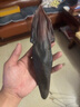 吉山珍干鹿尾巴精足干东北特产干鹿尾泡酒煲汤 150克整条 实拍图