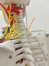85CM人体骨骼模型骨架人体模型成人小白骷髅教学脊椎全身骷髅标本带脊柱神经带椎间盘 肌肉着色韧带 E款85cm骨骼带心脏血管神经 实拍图