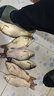 川泽一体成型夜光漂咬钩变色高灵敏鲫鱼漂醒目浮漂鲢鳙大物黑坑鱼漂 升级款PL4-1(主攻鲫鱼)吃铅1.1g 咬钩变色款 实拍图