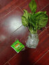 中梦花卉盆栽水培植物室内花绿植水养盆栽 绿萝6棵 不含盆 实拍图