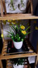 礼赫家饰蝴蝶兰仿真花假花摆设客厅餐桌花摆花绿植小盆栽室内外摆件装饰品 塑料黄色绢布玉兰花+仿瓷花瓶 实拍图