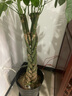 胡丽大型绿植客厅大盆栽室内客厅绿植盆栽办公室盆栽开业乔迁送礼绿植 辫子发财树1.2-1.4米 含盆 实拍图