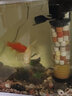 SOBO鱼缸过滤器三合一潜水增氧泵水族箱内置过滤净水氧气泵循环抽水泵 WP-3300B 25瓦【适用60-80鱼缸】 实拍图