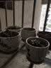 若绿真便宜多肉好养老桩绿植花卉小苗肉肉花植物小盆栽清棚 黄金万年草 不含盆 实拍图