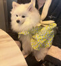 多可特（D-cat）狗罐头狗零食罐头成犬幼犬全品种狗粮伴侣狗狗湿粮膳食罐 【胃口大开】混合口味85g12罐 实拍图