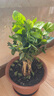 重瓣茉莉花盆栽浓香型南方四季开花带盆驱蚊绿植花卉室内阳台庭院 茉莉4~5棵带花苞发货【送八角高档陶瓷盆】 实拍图