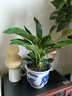 大叶金钻绿叶子大型绿植室内外栽种四季好养四季常绿礼客厅绿植 大叶金钻小盆栽30-40厘米高度 1 盆3颗 不含盆 实拍图