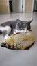 宠华仕 猫玩具逗猫棒猫咪玩具套装自动旋转蝴蝶 黄鱼中号40CM 实拍图