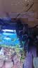 森森（SUNSUN）鱼缸水族箱过滤器壁挂式水泵外置鱼缸过滤桶鱼缸净水抽水泵 XBL-500大号-60CM内缸用 定制 实拍图