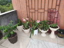 爱丽思（IRIS）杯型环保树脂花盆室内阳台欧式塑料圆型花盆屋顶阳台花园磨砂花盆 350H浅米色 实拍图