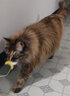 田田猫逗猫毛绒逼真小老鼠猫咪玩具幼猫套装猫用品耐抓咬养猫必备 实拍图