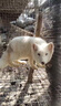暮秋小主网红家养狐狸活体幼崽雪狐白狐白化熊猫狐冰岛狐宠物狐狸活物幼宠 蓝眼白狐 实拍图