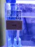 FISH BABY鱼缸温度计测水温观赏鱼水族箱专用家用防水小胖潜水 高精度LED数显屏(水温/室温二合一）温度计 实拍图