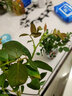 欧悟 四季开花藤本月季花苗大花蔷薇爬藤植物盆栽地栽庭院阳台花卉 黄金庆典【带原土带叶】 2颗小苗20cm左右高度 实拍图