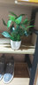 伊芙美 仿真花绿萝假花装饰花塑料花绿植盆栽家居装饰品客厅室内摆件花瓶花插花艺仿真绿叶子餐桌电视柜摆放 绿色绿萝+小仿瓶 实拍图