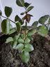 泰西丝爬藤月季花树苗阳台花卉庭院绿植四季浓香室内外蔷薇玫瑰源头直发 实拍图