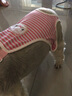 唐宠 狗狗生理裤母狗女狗卫生裤防骚扰小型犬泰迪月经裤可替换姨妈巾 粉色KT猫 L码（体重参考13-20斤） 实拍图