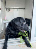 麦富迪狗粮藻趣儿15kg 成犬中大型小型犬通用牛肉螺旋藻 金毛泰迪柯基 晒单实拍图