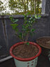 含笑苗 芳香花卉盆栽苗 含笑树苗 阳台庭院室内 办公室盆栽浓香绿植清香木盆栽 常春藤绿植 5年苗花多叉多 不含盆 实拍图