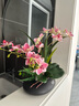 wo+ 高档新款手感PU蝴蝶兰仿真花艺客厅餐桌花电视柜装饰花假花 黑色扁陶瓷盆+B款玫红鸽子兰 实拍图