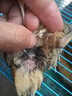鹌鹑活鸟苗天天下蛋繁殖鹌鹑幼苗活物养小鸡苗黄羽沙维鹌鹑鸡活体 2只母【精品产蛋王】 实拍图