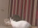 欢悦欢虎仔猫粮10kg全猫期三文鱼深海鱼英短猫粮成猫幼猫猫粮猫主粮猫 10kg+1.5kg 6个月以上 实拍图