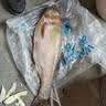 川泽加粗醒目湖库鲢鳙专用鱼漂纳米远投大物漂超长行程抗走水翘嘴浮漂 NP-01-3号 鲢鳙大物漂 铅:5.2g 单支【防爆大物漂 加粗醒目】 实拍图