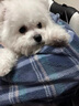华元宠具（hoopet）宠物洗澡手套狗狗洗澡手套猫咪洗澡神器防抓咬洗澡刷按摩清洁用具 洗澡魔术手套 防抓咬搓澡手套-30cm长 实拍图