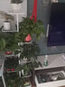 蜗家（WOJIA）花架花盆架子多层家用装饰置物层架铁艺客厅北欧简约挂架绿萝架 白色【高141cm】 实拍图