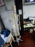颐诺ENOVO 医学170CM人体骨骼模型医学用脊柱弯曲瑜伽运动健身可拆人体骨架结构骨科运动脊柱模型 晒单实拍图