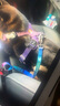 小佩宠物安全带 炫彩银河项圈牵引绳脖圈宠物中小型犬遛狗绳外出用品 车载安全带（尺寸一致） 均码 实拍图