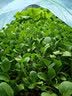 时光旧巷小拱棚支架杆蔬菜拱棚骨架育苗菜棚花棚玻璃纤维杆弹力棒农用大棚 5毫米粗1.6米长【20根】 实拍图