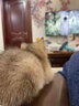 松宠金渐层猫咪英短蓝猫沐浴露成幼美毛香波洗澡用品 金渐层猫咪浴液 实拍图
