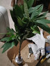 叹为观止大型独杆发财树庆典乔迁盆景绿植办公室盆栽客厅大型植物 辫子发财树0.7-0.9米 含盆 实拍图